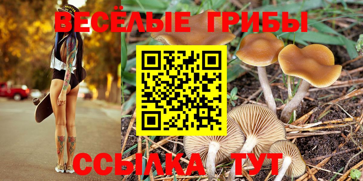 Псилоцибиновые грибы Psilocybe  Вход с VPN  купить  цена  Клинцы 